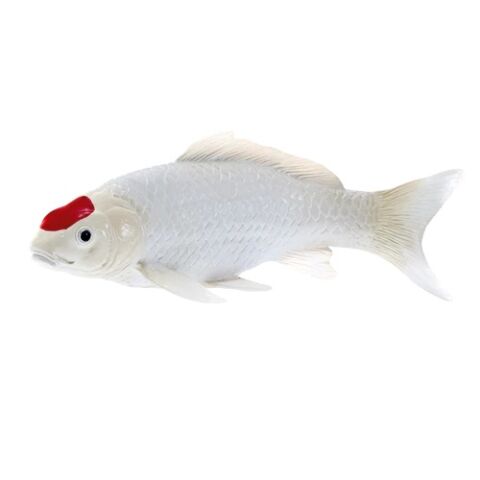 Mojo Koi Karpfen Tancho